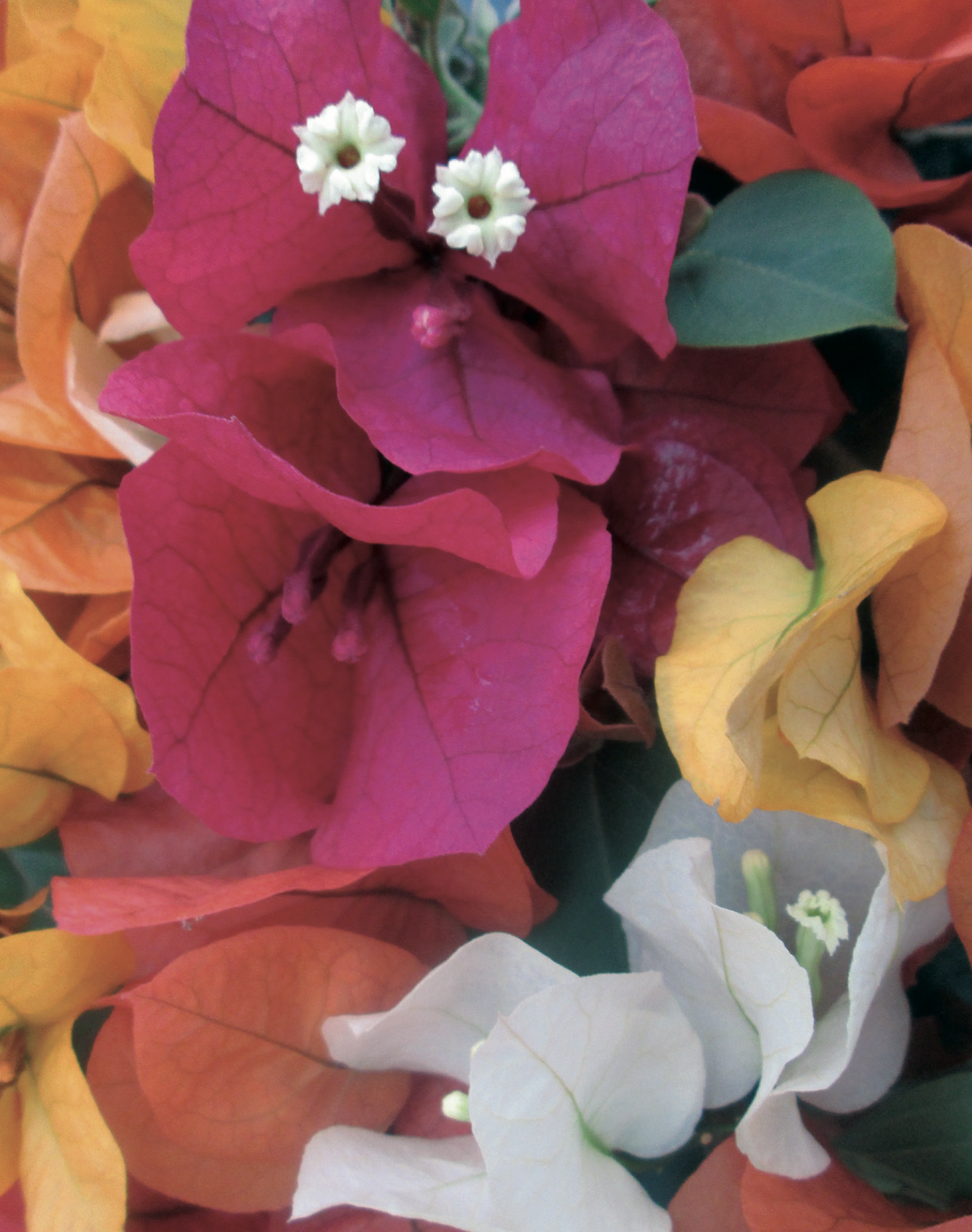 Bougainvillea Californiana thumbnail