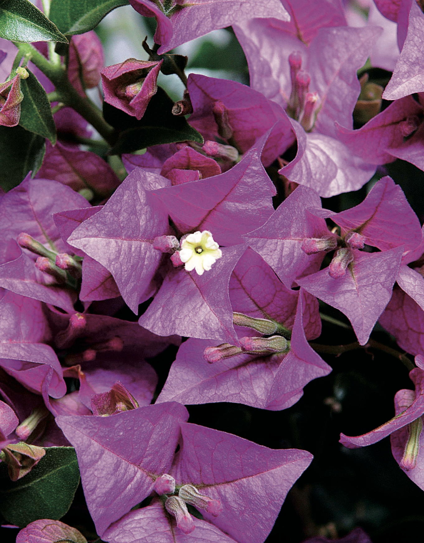 Bougainvillea Glabra thumbnail