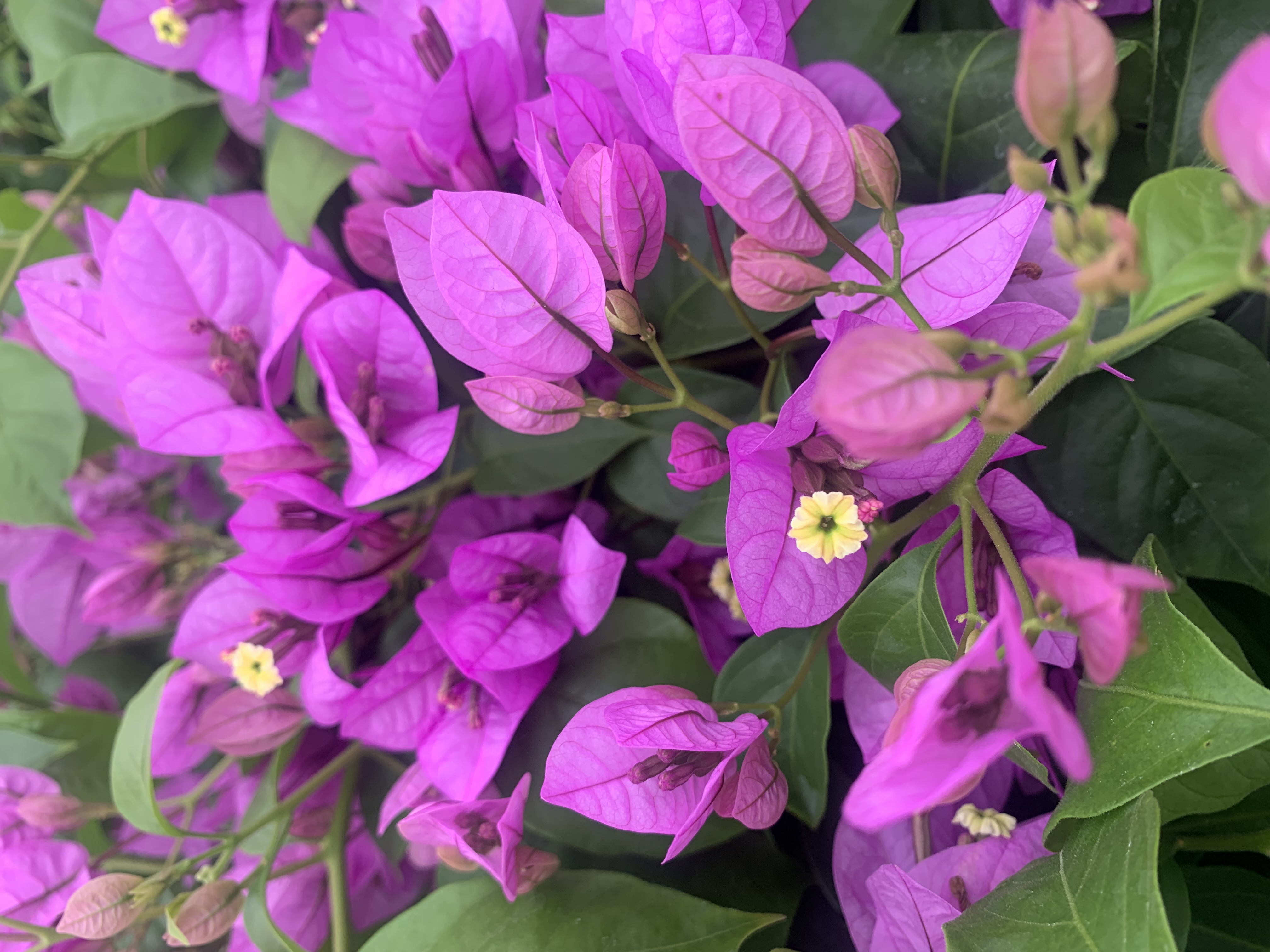 Bougainvillea Spectoglabra thumbnail