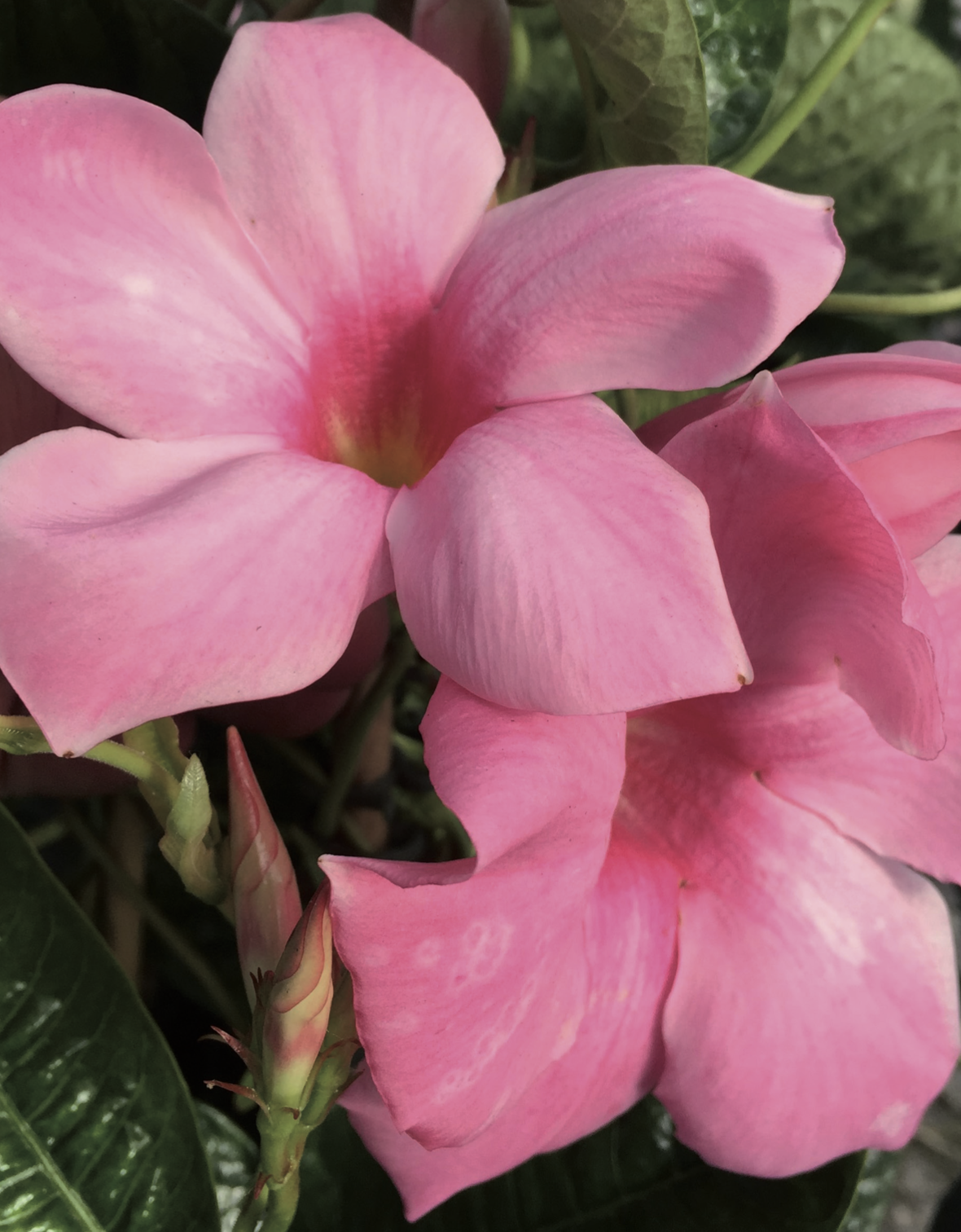 Mandevilla x amabilis โAlice du Pontโ thumbnail