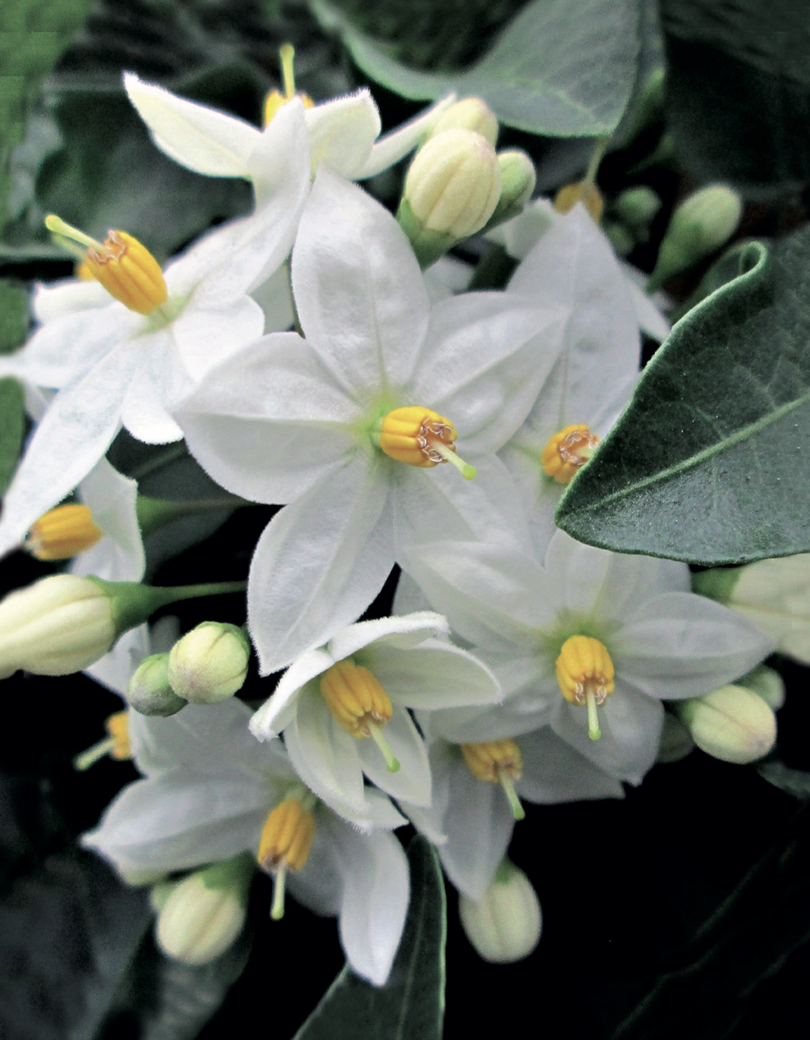 Solanum jasminoides thumbnail